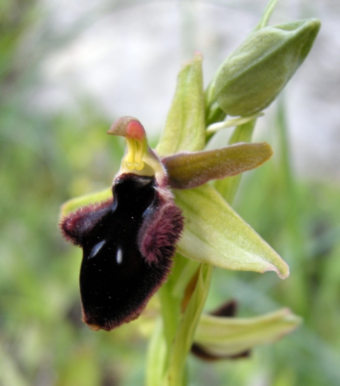 Ophrys delle Mainarde